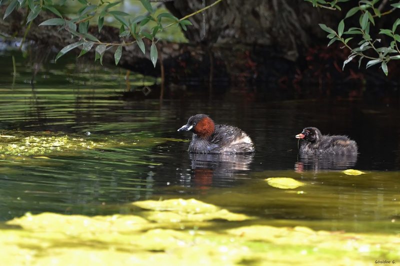 Grèbe castagneux et son poussin